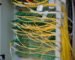 IT outsourcing - fibre optic cables in a managed server rack